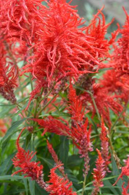 celosia veya tepeli tavuk çiçek