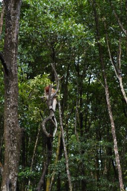 Hortum maymun mangrov orman koruma alanı olarak