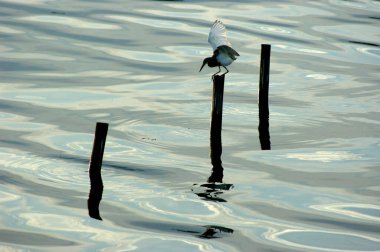Ortak Kingfisher (Alcedo) bir çubuğun üzerinde oturuyor.