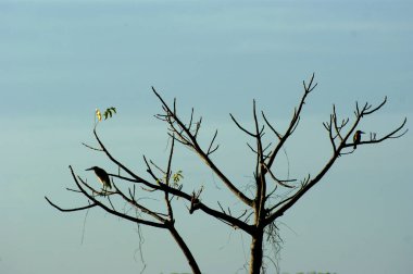 Ortak Kingfisher (Alcedo) bir çubuğun üzerinde oturuyor.