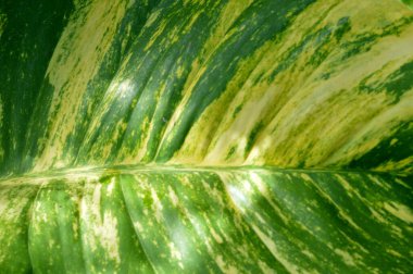 Yeşil yaprak deseni üzerine detay