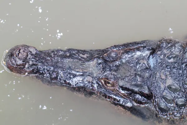 Krokodýli Číhají Řece — Stock fotografie