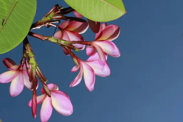 Piękne Kwiaty Frangipani Przed Błękitnym Niebem — Zdjęcie stockowe