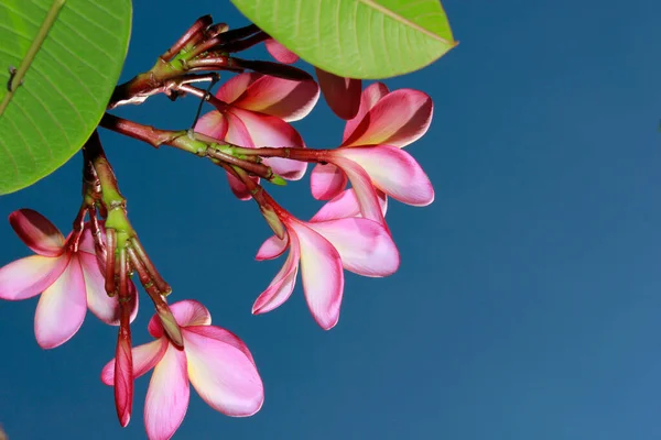 Krásné Frangipani Květiny Proti Modré Obloze — Stock fotografie