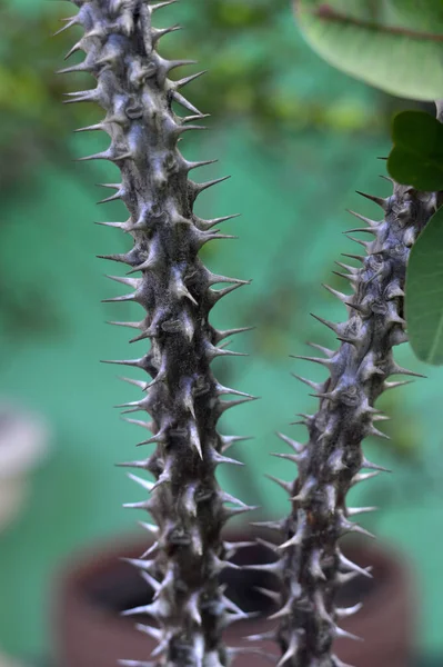 Corona Spine Fiori Euphorbia Milli Desmoul — Foto Stock