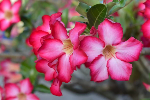 Fresh pink desert rose, mock azalea, pinkbignonia or impala lily flowers bloom in the garden on blur nature background.