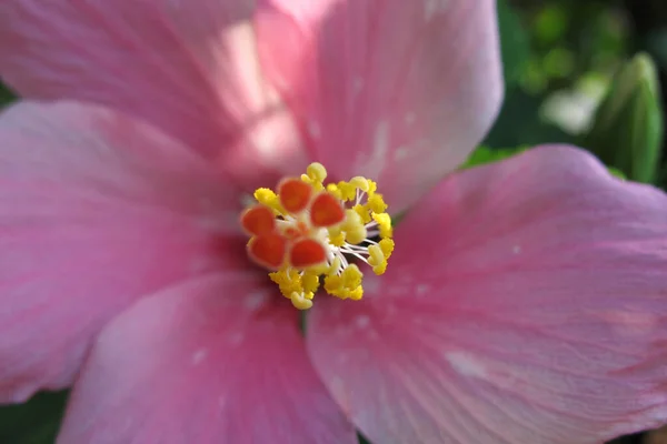 選択的な焦点を持つピンクのハイビスカスの花 — ストック写真