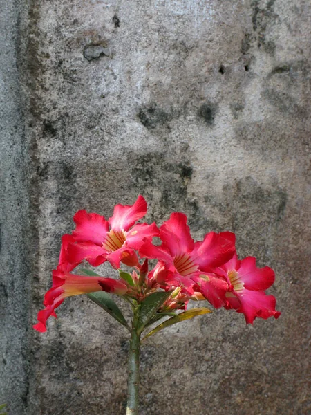 Pembe Bignonia Çiçekler Veya Adenium Adenium Multiflorum Bahçelerde Pembe Çöl — Stok fotoğraf