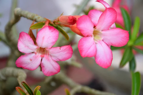 Flores Frangipani Jardim — Fotografia de Stock