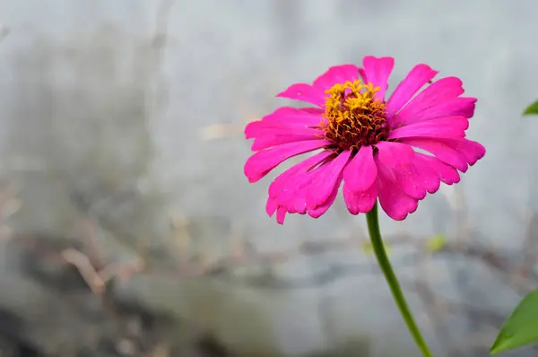 レッド ジニア エレガントで 若さと年齢 一般的なジニアまたはエレガントなジニアとして知られる ジニア属の年間開花植物は 最もよく知られているジニアの一つです — ストック写真