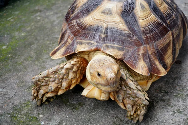 Eine Schildkröte Auf Dem Zementboden — Stockfoto