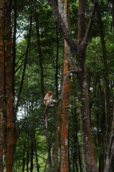 Neusaap Mangrove Forest Monumentenreservaat — Stockfoto