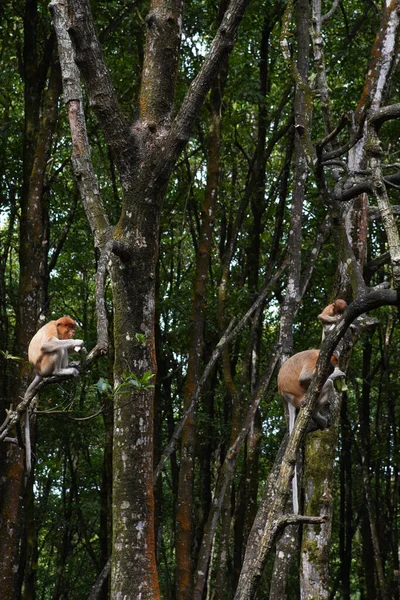 Macaco Proboscis Área Conservação Floresta Manguezais — Fotografia de Stock
