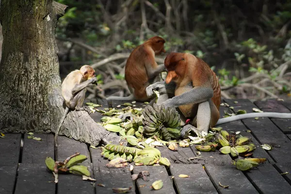 proboscis monkey in mangrove forest conservation area