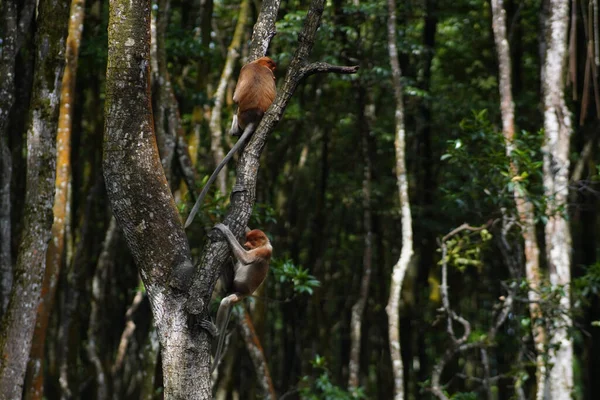 Borneói Nagyorrúmajom Mangrove Erdő Természetvédelmi Terület — Stock Fotó