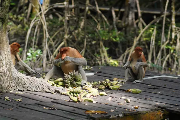 proboscis monkey in mangrove forest conservation area