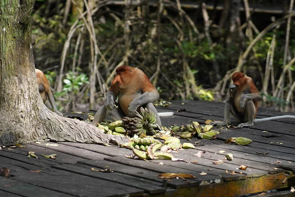 Proboscis Singe Dans Aire Conservation Mangrove — Photo