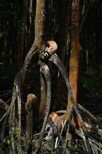 proboscis monkey in mangrove forest conservation area
