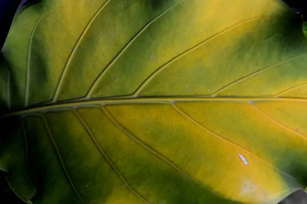 Detail Green Leaf Pattern — Stock Photo, Image