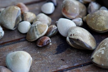 Gemide çiğ kerang kapah (Meretrix lyrata) seçici odağı                         