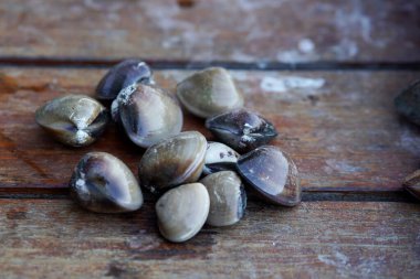 Gemide çiğ kerang kapah (Meretrix lyrata) seçici odağı                         