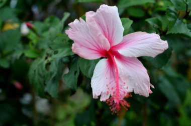 pembe parlak bougainvillea spectabilis