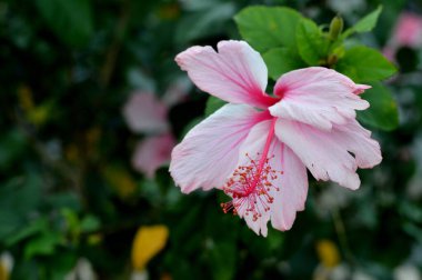 pembe parlak bougainvillea spectabilis