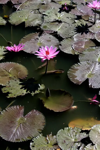 stock image beautiful pink  lotus in a pond