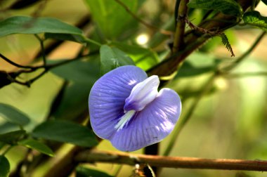Centrosema virginianum yaygın olarak kelebek bezelyesi, yabani mavi üzüm, mavi çan ve yabani bezelye isimleriyle bilinir.