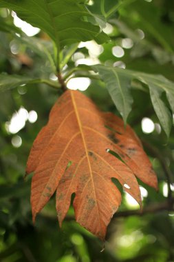 Ağacın üzerinde Artocarpus camansi (ayrıca breadnut, Moraceae, ekmek meyvesi, Artocarpus altilis, ekmek meyvesi, Breadnut meyvesi, Kluwih) bulunur.