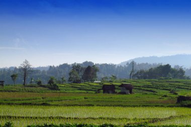 batı java Endonezya pirinç terasları ile panoramik köy pirinç tarlaları