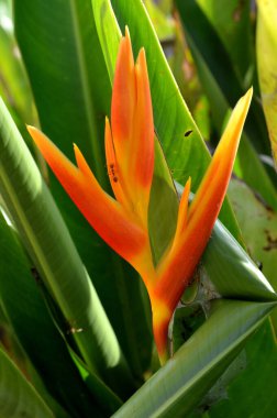 Bahçedeki güzel Heliconia psittacorum bitkisi