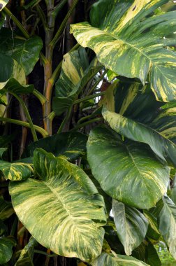 Canavar Marmorata ağaç gövdelerindeki bir parazit gibi gelişir.