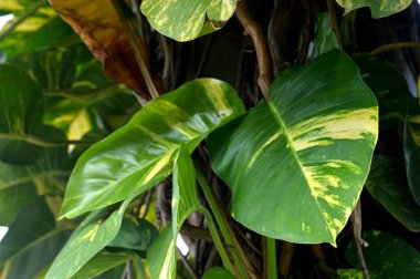 Canavar Marmorata ağaç gövdelerindeki bir parazit gibi gelişir.