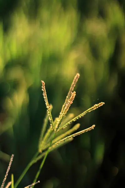 stock image Chloris virgata, close-up photo of the flowers of the Chloris virgata plant