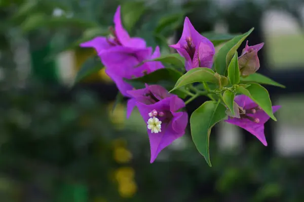 Stock image purple paper flowers or bougainvillea spectabilis