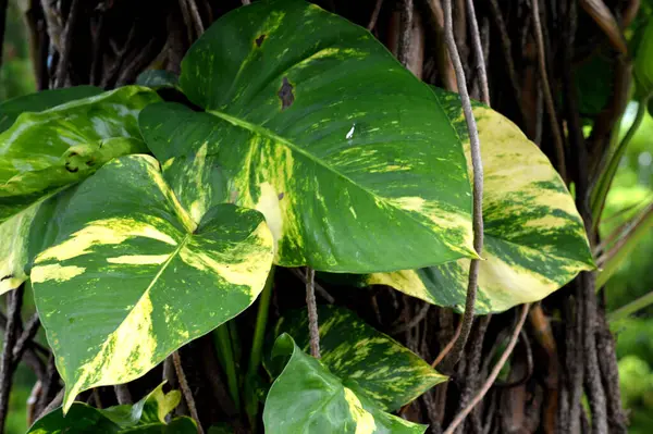 stock image Monstera Marmorata thrives as a parasite on tree trunks