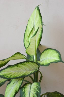 Dieffenbachia 'lı Bush' a yaklaş. Dieffenbachia ayrılıyor. Ev bitkileri