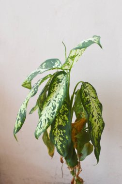 Dieffenbachia 'lı Bush' a yaklaş. Dieffenbachia ayrılıyor. Ev bitkileri