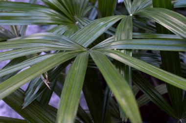 Yeşil saplı ve yapraklı yapraklı bir bitki.