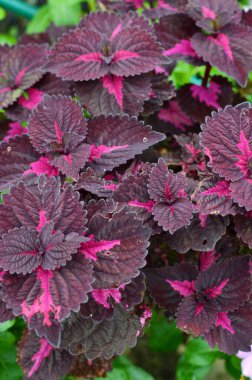 Plectranthus scutellarioides veya coleus dekoratif bitki ile kapatın.