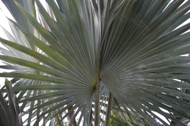 Saribus Rotundifolia Palmpedia 'nın parlak yeşil palmiye yapraklarını kapat