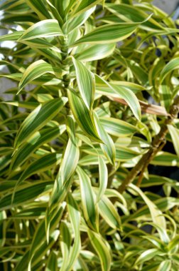 Pandanus Pygmaeus Thouars Pigme Screwpine Pandan Hijau Kuning