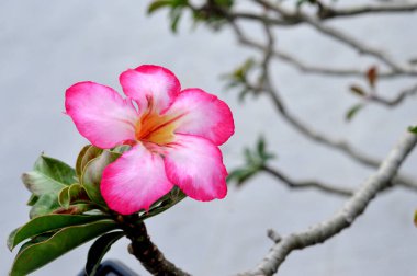 Adenyum, Afrika ve Arap Yarımadası 'na özgü Apocynaceae familyasından bir bitki cinsidir.