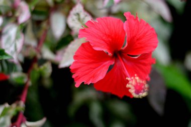 Güzel pembe parlak ayakkabı silikonlu