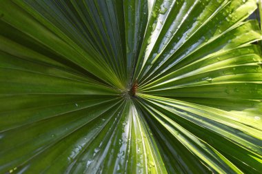 Saribus Rotundifolia Palmpedia 'nın parlak yeşil palmiye yapraklarını kapat