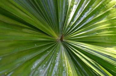 Close up of bright green palm fronds of Saribus Rotundifolia Palmpedia clipart