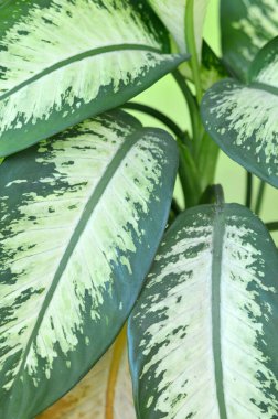 Dieffenbachia 'lı Bush' a yaklaş. Dieffenbachia ayrılıyor. Ev bitkileri