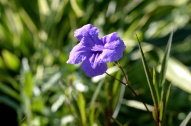 Ruellias veya vahşi petunyalar. Mor altın çiçek, (Ruellia Tuberosa) yakutların üzerinde görünür mor altın çiçek.