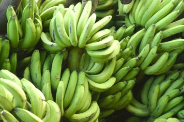 Bir demet yeşil muz üst üste yığılmıştır. Muzlar bir araya toplanmış ve ayrılmamışlar.